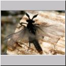 Stylops melittae - Faecherfluegler m52 5mm.jpg